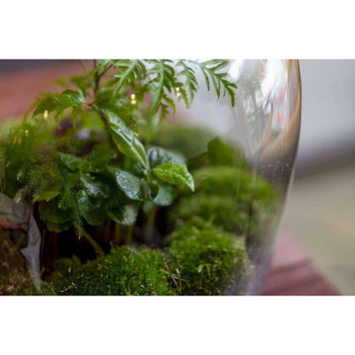 Navul Pakket Jar/Egg