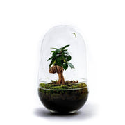 Navul Pakket Jar/Egg