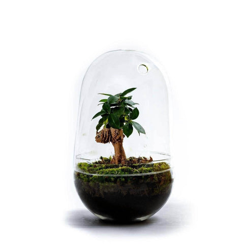 Navul Pakket Jar/Egg