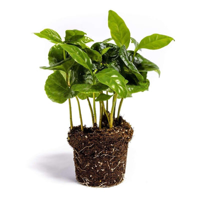 Coffea Arabica - Plant - 15Cm