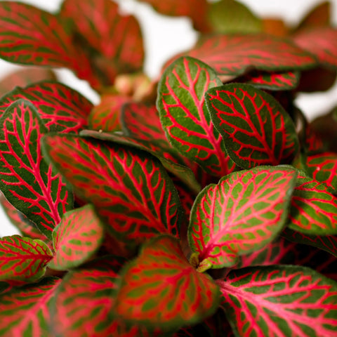 Fittonia - Plant- 15Cm