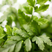 Varen Plant - ↑15Cm