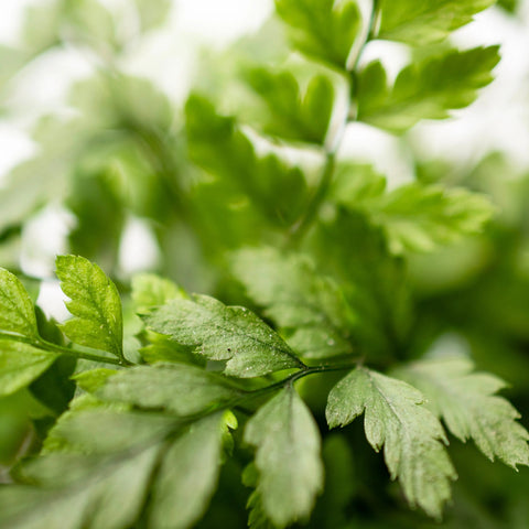 Varen Plant - ↑15Cm