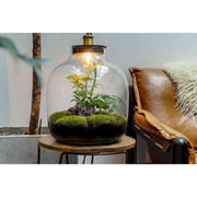 Hebe Botanical - Terrarium Met Lamp - 50Cm