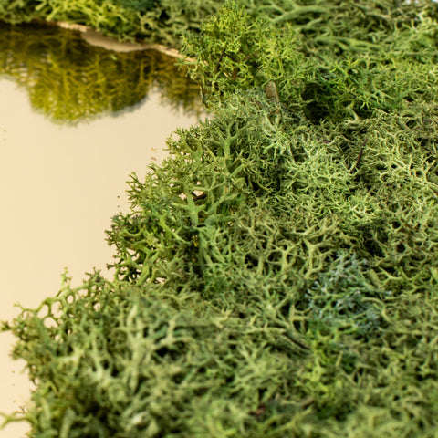 Spiegel Goudkleurig Met Rendiermos - 50X50Cm