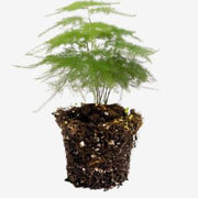 Asparagus Plant Ø6Cm  15Cm