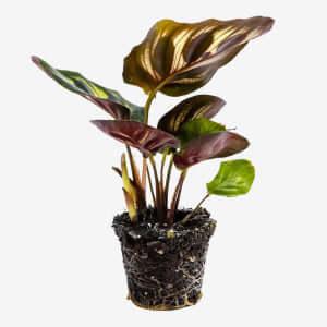 Calathea Makoyana - Plant - 20Cm