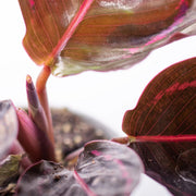 Calathea Makoyana - Plant - 20Cm