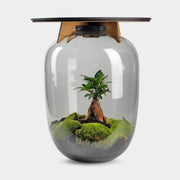 Ceres Bonsai - Terrarium Tafel - 45Cm