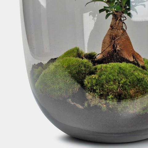 Ceres Bonsai - Terrarium Tafel - 45Cm