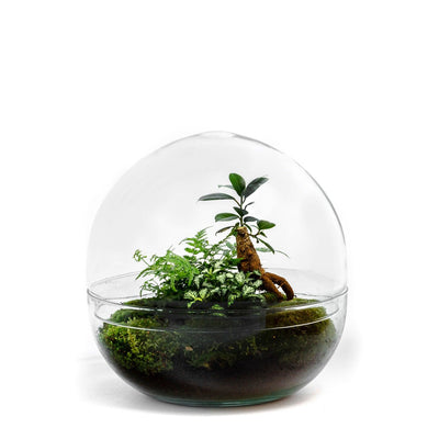 Biodome Bonsai -  Terrarium - 30Cm