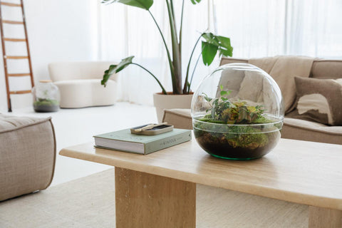 Biodome Bonsai -  Terrarium - 30Cm