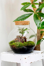 Bolder Bonsai - Terrarium - 30Cm