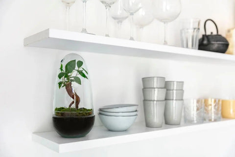 Eir Bonsai - Terrarium - 25Cm