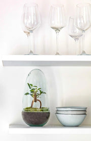 Eir Bonsai - Terrarium - 25Cm