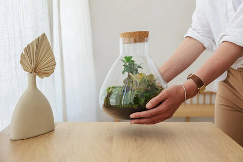 Flora Bonsai - Terrarium - 20Cm