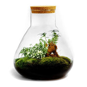 Flora Bonsai - Terrarium - 30Cm