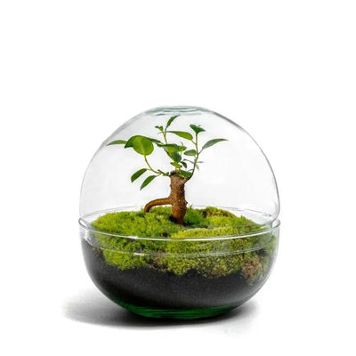 Biodome Bonsai - Terrarium - 18Cm