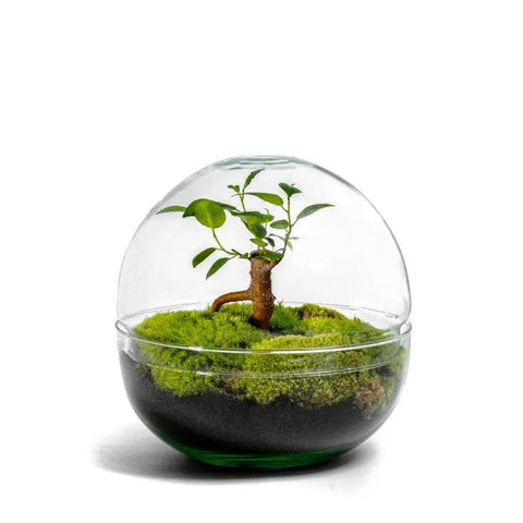 Biodome Bonsai - Terrarium - 18Cm