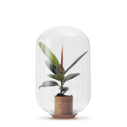Moira Forest -  Terrarium - 40Cm