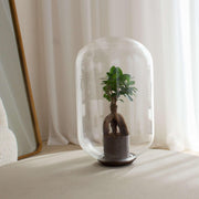 Moira Forest -  Terrarium - 40Cm