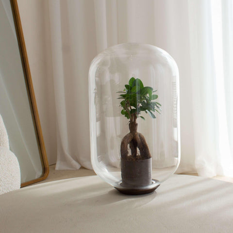 Moira Forest -  Terrarium - 40Cm