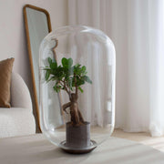 Moira Forest -  Terrarium - 40Cm