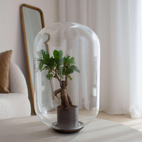 Moira Forest -  Terrarium - 40Cm