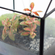 Growia - Terrarium Met Led - 20Cm