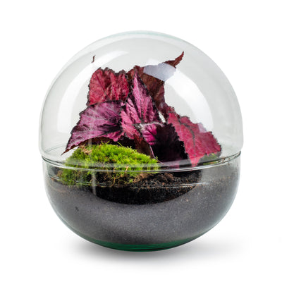 Biodome Mangrove - Terrarium - 30Cm