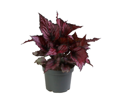 Begonia Red Heart - H20Cm