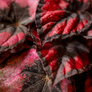 Begonia Red Heart - H20Cm