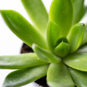 Echeveria Agavoides - Plant - 10Cm