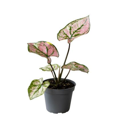 Caladium Purple Light - Plant - 15Cm