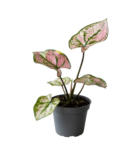 Caladium Purple Light - Plant - 15Cm