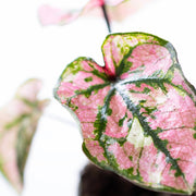 Caladium Purple Light - Plant - 15Cm