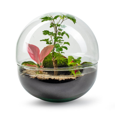 Biodome Forest -Terrarium - 30Cm