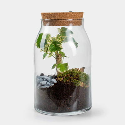 Forest - Terrarium Met Led - 30Cm
