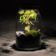 Forest - Terrarium Met Led - 30Cm