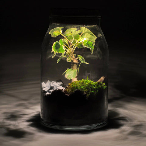 Forest - Terrarium Met Led - 30Cm