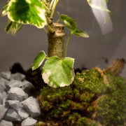Forest - Terrarium Met Led - 30Cm