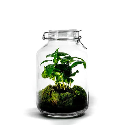 Gaia Coffea - Terrarium - 30Cm