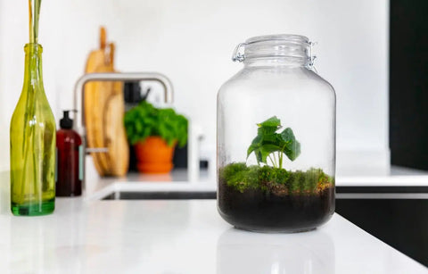 Gaia Coffea - Terrarium - 30Cm