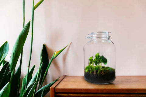 Gaia Coffea - Terrarium - 30Cm