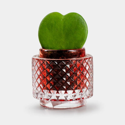 Roze Glazen Vaas Met Hoya Kerri - Valentijn Special