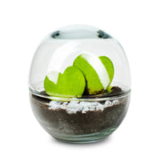Biodome Valentijn -  Terrarium - 18Cm