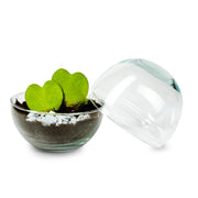 Biodome Valentijn -  Terrarium - 18Cm