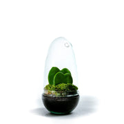 Eir Valentijn - Terrarium - 25Cm