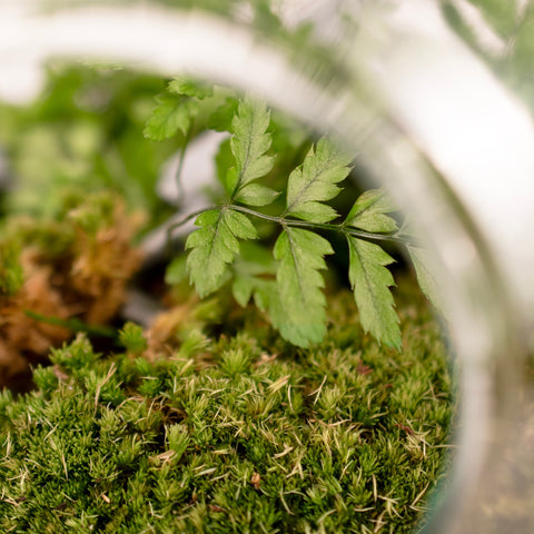 A Bottle Of Ferns - Terrarium - 30Cm