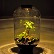 Mandy Forest - Terrarium Met Led - 50Cm